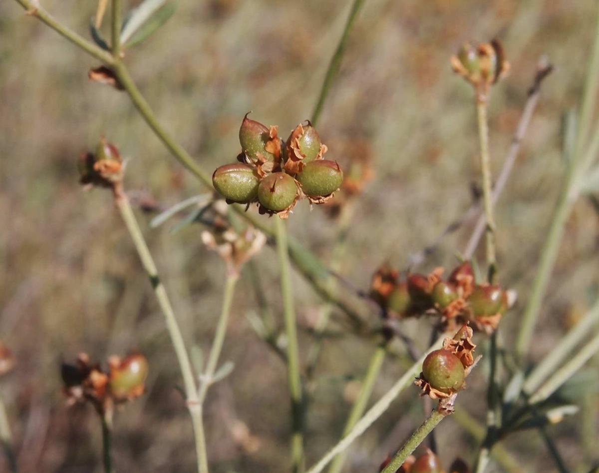 Socarillo fruit